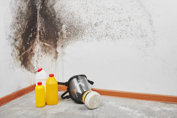 Best Office Mold Removal Services  in Swansea, IL