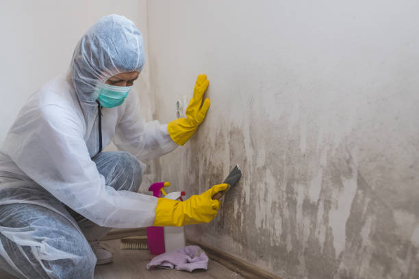 Home Mold Removal in Swansea, IL