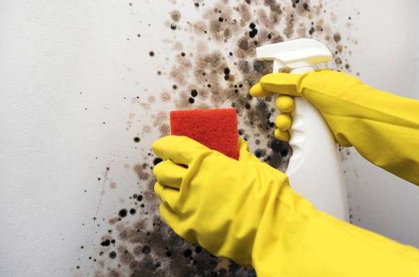 Best Toxic Mold Removal  in Swansea, IL