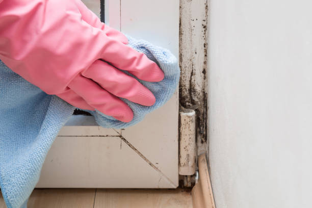 Certified Mold Removal in Swansea, IL