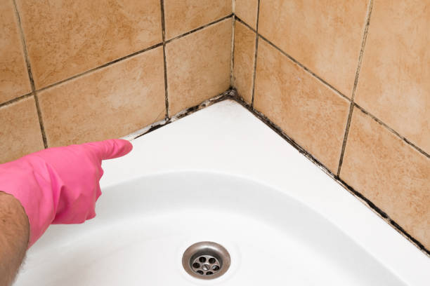 Best Mold Testing  in Swansea, IL